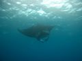 Feeding Manta at the Tubbataha Reef