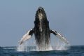 Inspired by nearby competition, this male humpback put some serious power into this series of forward lunges. In 7 years of whale watching, I had never seen a lunge like this from this angle. Taken with a canon 350d and 70-300 lens.