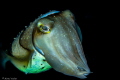 On a live aboard journey from Flores to Bali, this friendly Cuttlefish came so close to me. It almost felt like he was saying, 