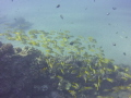 The Hawaiian reefs are some of the most amazing places on earth