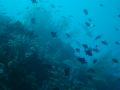 Looking up the wall at the Tubbataha Reef. Hard not to have a shark on the picture..