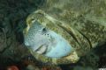 Puffer fish in mouth of a grouper taken off Palm Beach on a night dive off MV Shearwater. Nikon D50 with 18-55 in Sea & Sea housing with Subtronic strobe.