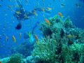 The abundance of life at the coral reef in Sharm el Sheikh where divers are a common sight