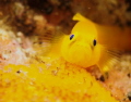 Pigmy goby guarding its eggs.