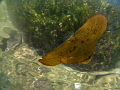Juvenile batfhish in shallow water during surface break at Yembraimuk (Raja Ampat)