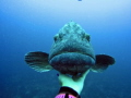 Large Grouper - Potato Bass coming to say hello on our safety stop
