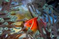 Pink Anemonefish; Nikon D70s/60mm lens