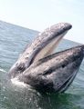 I work as a naturalist in San Ignacio Lagoon Mexico. Whales come up to me each day as they know me.