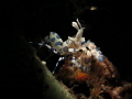 This is Hymenocera Picta a.k.a Harlequin Shrimp. Shoot in at Tulamben, Bali with Canon G16 and strobe Sea&Sea YS-D2 using DIY snoot with Aquako IV. Trying to make different pose for this and this is it. Dive with my buddy Ajiex Dharma.