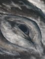 Eye of a Gray Whale.

This was shot in san Ignacio Lagoon, Baja. A female Gray Whale taking a close look at me.