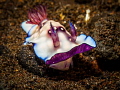 tulamben nudibranch