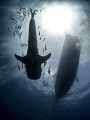 Critical Mass

Whale Shark - Rhincodon typus

Sail Rock, Thailand