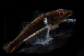 Black Tunicate Goby with Egg