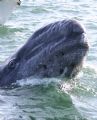 Curious baby Gray Whale.

This youngster was a bit confused during the southern migration and started going north. He came to us as though asking for directions.