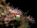 Some beautiful nudibranches. Photo taken at Lembeh Strait.