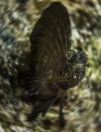 Sailfin Blennys can become a 