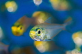Glass fish bokeh