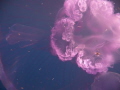 I took my camera and shoved it right up the jellyfish and pressed the go button. The jellyfish enjoyed it.