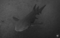 This image was taken off Jacksonville, FL while diving Montgomery's Reef.  I was surprised by the variety of marine life that I encountered,including this beautiful giant female Nurse Shark.