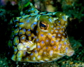Close up to a Cowfish