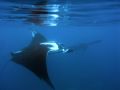 Our best local manta site here off Punta Mita, Mexico. Shot snorkeling with an Olympus 8080.