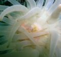 Candy strip shrimp in anemone. San Juan Islands, Puget sound.