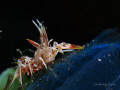 Spiny Tiger Shrimp (Phyllognathia ceratophthalma)
@Tulamben