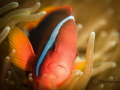Tomato Anemonefish - as close as I could get without upsetting her.