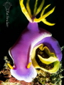 I love the contrast in the colors between the yellow eggs and the purple/lilac of the nudi