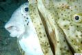 Puffer in grouper part 2. They both look a bit more stressed in this one. 
Came across them on a night dive off Palm Beach. Nikon D50 with Subtronic, only had camera a week!