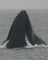 Lunge feeding Humpback Whale.

This was taken in the Santa Barbara channel, off the coast of southern California recently. Thousands of Humpbacks feed here in the summer.