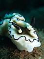 Glossodoris atromarginata, Dive Site Seraya Secrets in Tulamben Bali, Canon TG4