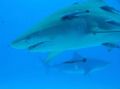 Lemon shark with tiger shark in the background, Tiger Beach. April 06. Nikon D50 in Sea & Sea housing