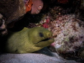 Green Moray Penon Reef Bayahibe with canon g7x and single strobe