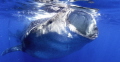 Whale Shark Close up and personal feeding on Bonita eggs