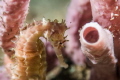 Seahorse taken in Tulamben, Bali, Indonesia while muck diving.