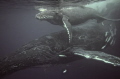 Humpback Whale and Calf off the Durban South Coast of South Africa on their annual Migration, shot with a Nikon D7000