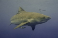 Tiger Shark while snorkeling with a Nikon D7000