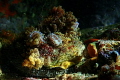 Disk World - family of nudibranches hitching a ride on an abalone shell