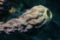 Tube Sponge with Juvenile Neon Goby taken with EF-60mm Canon Macro lens on Digital Rebel.