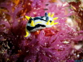 Crowned Nudibranch on Pink Seaweed