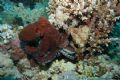 This was taken last week (June 2006) at Marsa Alam. The great thing was I also had a video camera and just after this shot, the octopus walked across the coral! Awesome footage.

Taken with a Nikon D70 with strobe at about 20m.