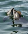 This image was taken when a couple of dolphins were playing with a jelly fish like football