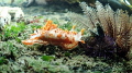 Nudi approaching a sea urchin