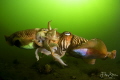 Mating cuttlefish, Zeeland, The Netherlands.