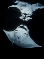 Manta reflection (night snorkeling)