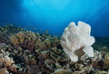 Swimming frog fish.