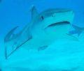 Tiger shark with remoras, tiger beach.