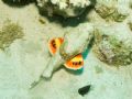 This might not be the best framed, but it is a Scorpion fish with his gills flared. When I showed this around, none of the other divers had ever seen a Scorpion do this. 

Also this fish was WALKING across the seabed using his fins!