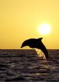 dolphin in the sunset